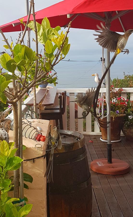 Belle Vue Guesthouse Hermanus Εξωτερικό φωτογραφία